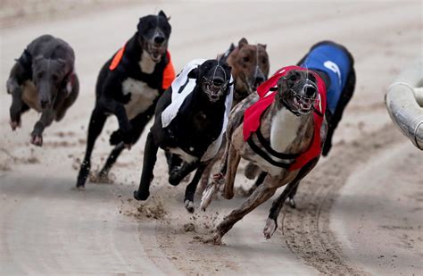 igb greyhound for sale|GREYHOUND .